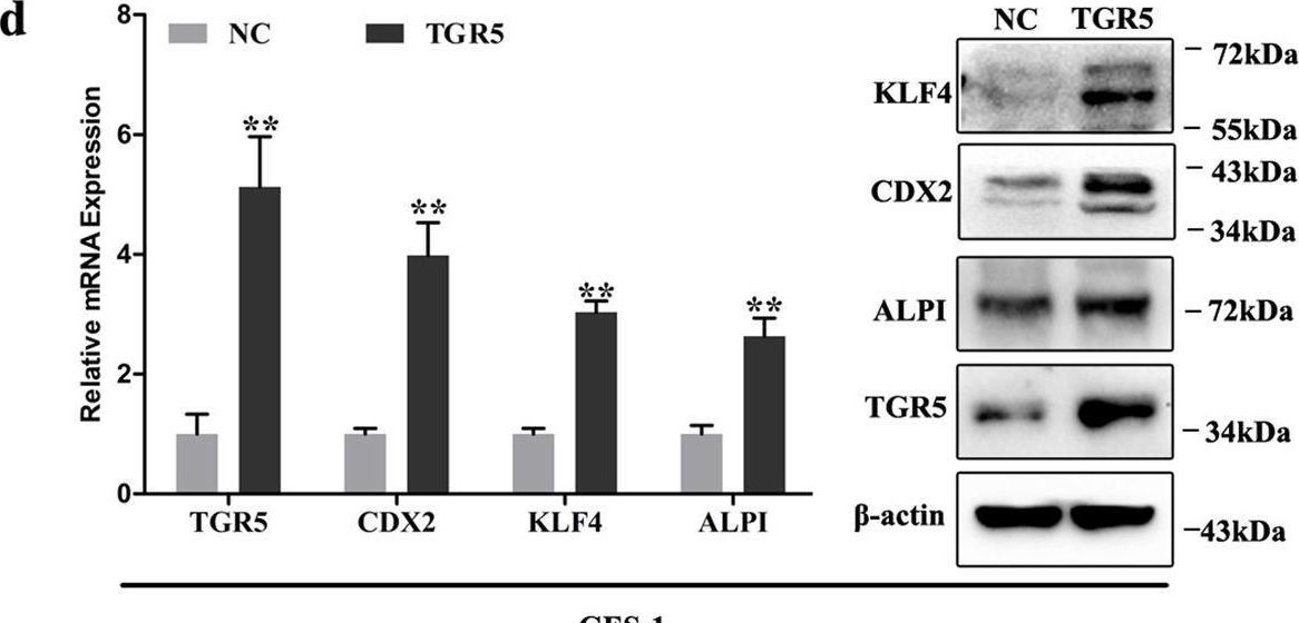 Fig.2.D showing Western Blotting in a Homo sapiens (Human) sample from the publication: TGR5-HNF4α axis contributes to bile acid-induced gastric intestinal metaplasia markers expression.