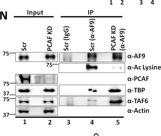 Fig.3.N showing Western Blotting in a Homo sapiens (Human) sample from the publication: Post-translational modification-dependent oligomerization switch in regulation of global transcription and DNA damage repair during genotoxic stress.