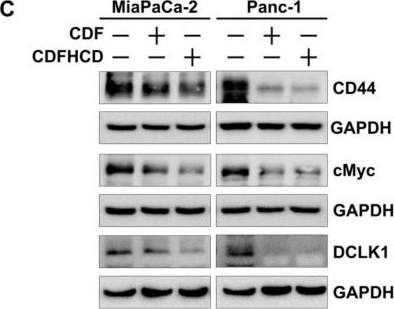 Fig.7.C showing Western Blotting from the publication: Anticancer Activity of Novel Difluorinated Curcumin Analog and Its Inclusion Complex with 2-Hydroxypropyl-β-Cyclodextrin against Pancreatic Cancer.
