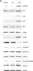 Fig.2.C showing Western Blotting in a Homo sapiens (Human) sample from the publication: NADPH oxidase 1 supports proliferation of colon cancer cells by modulating reactive oxygen species-dependent signal transduction.