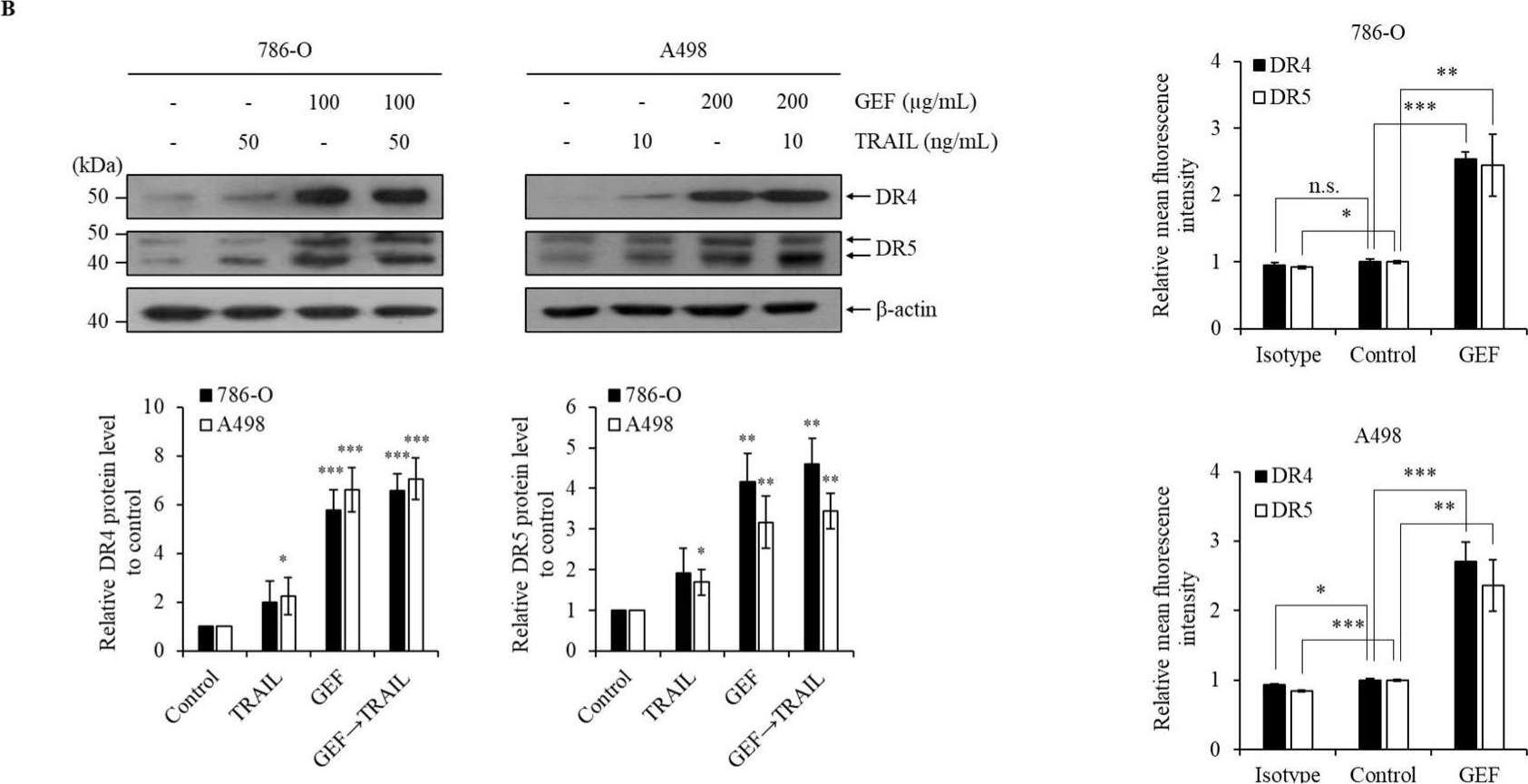 Fig.4.B showing Western Blotting from the publication: Gintonin-Enriched Panax ginseng Extract Fraction Sensitizes Renal Carcinoma Cells to TRAIL-Induced Apoptosis through DR4/5 Upregulation.