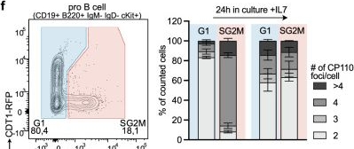 Fig.1.F showing Flow cytometry/Cell sorting in a Mus musculus (House mouse) sample from the publication: Centrioles are frequently amplified in early B cell development but dispensable for humoral immunity.