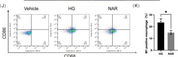Fig.3.J showing Flow cytometry/Cell sorting from the publication: Naringenin Accelerates Diabetic Wound Healing via Regulating Macrophage M2 Polarization and Efferocytosis.