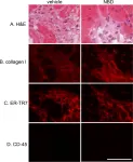 Fig.6.D showing Immunohistochemistry-immunofluorescence in a Mus musculus (House mouse) sample from the publication: Improvement of cardiac contractile function by peptide-based inhibition of NF-κB in the utrophin/dystrophin-deficient murine model of muscular dystrophy.