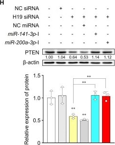 Fig.5.H showing Western Blotting in a Mus musculus (House mouse) sample from the publication: Exosomal Long Noncoding RNA H19 as a Biomarker and Therapeutic Target in Atrial Fibrillation.