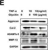 Fig.2.E showing Western Blotting in a Rattus norvegicus (Rat) sample from the publication: The antioxidant Glycitin protects against intervertebral disc degeneration through antagonizing inflammation and oxidative stress in nucleus pulposus cells.