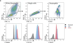 Fig.1.C showing Flow cytometry/Cell sorting from the publication: Enhanced Migratory Ability of Neutrophils Toward Epidermis Contributes to the Development of Psoriasis via Crosstalk With Keratinocytes by Releasing IL-17A.