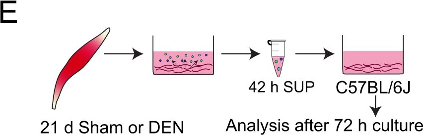 Fig.4.E from the publication: Denervation alters the secretome of myofibers and thereby affects muscle stem cell lineage progression and functionality.