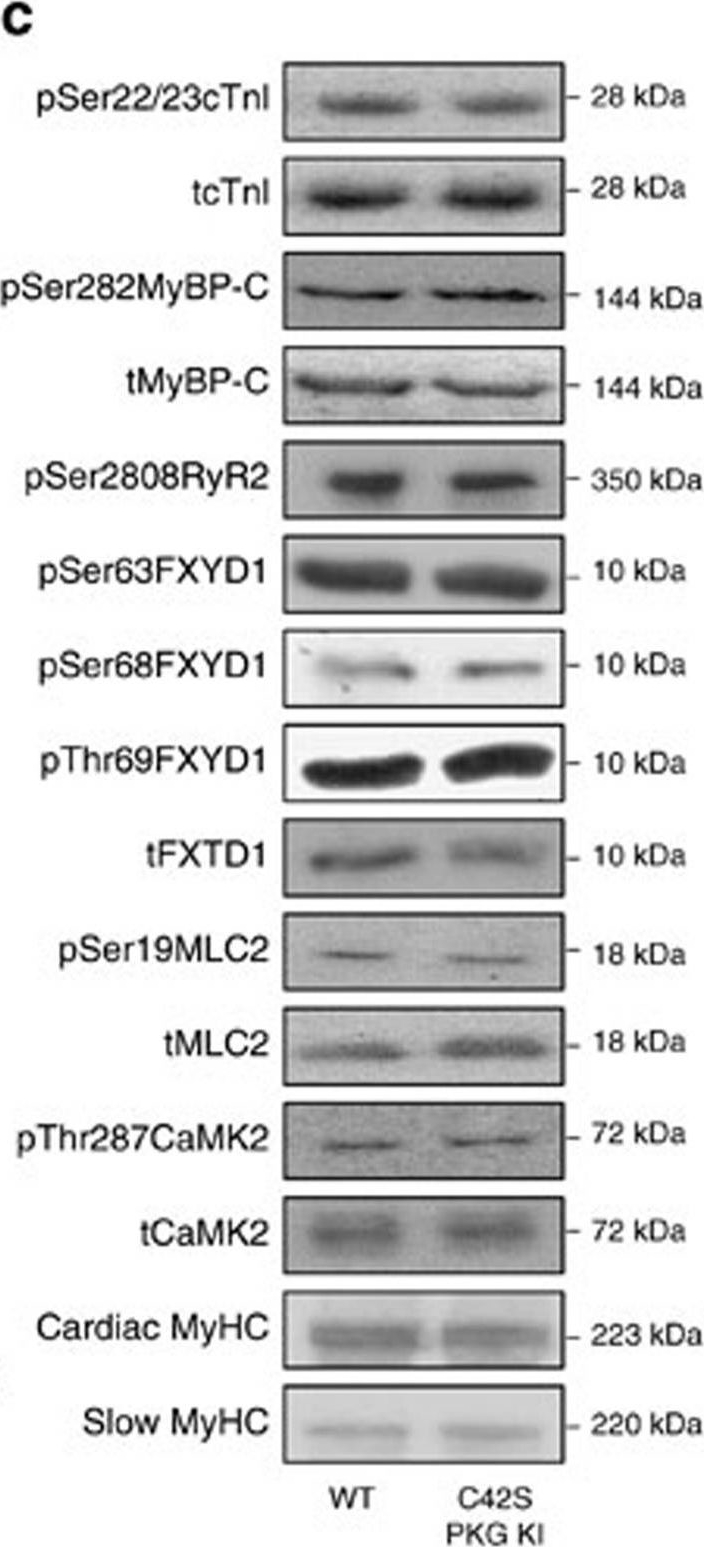 Fig.1.C showing Western Blotting in a Mus musculus (House mouse) sample from the publication: Disulfide-activated protein kinase G Iα regulates cardiac diastolic relaxation and fine-tunes the Frank-Starling response.