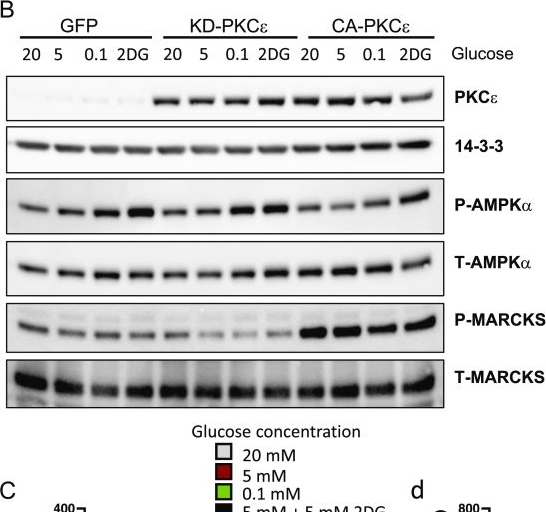 Fig.3.B showing Western Blotting in a Mus musculus (House mouse) sample from the publication: Protein kinase C epsilon deletion in AgRP neurons modulates hypothalamic glucose sensing and improves glucose tolerance in mice.