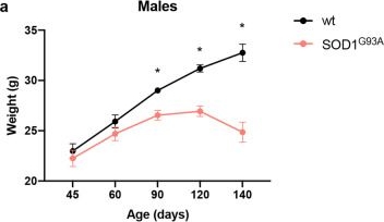 Fig.2.A from the publication: Locomotor deficits in a mouse model of ALS are paralleled by loss of V1-interneuron connections onto fast motor neurons.