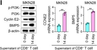 Fig.6.I showing Western Blotting in a Homo sapiens (Human) sample from the publication: OSMR coordinates a self-perpetuating circuit linking chemoresistance and neutrophil-driven immunosuppression in gastric cancer.