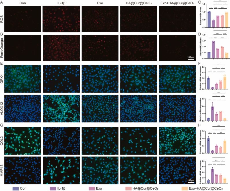 Fig.6.A showing Immunocytochemistry-immunofluorescence in a Mus musculus (House mouse) sample from the publication: Enhancing exosomes efficacy with engineered nanozymes for a multi-targeted combination strategy in osteoarthritis treatment.