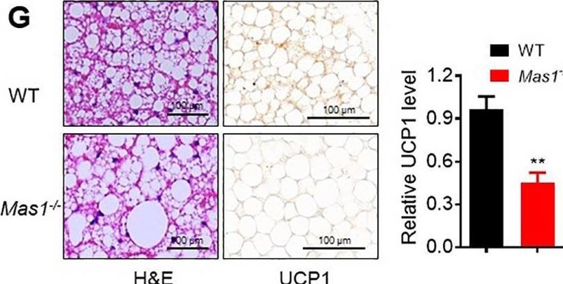 Fig.5.G showing Immunohistochemistry in a Mus musculus (House mouse) sample from the publication: ACE2 pathway regulates thermogenesis and energy metabolism.