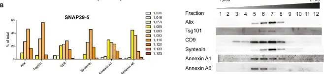 Fig.6.B showing Western Blotting from the publication: siRNA screening reveals that SNAP29 contributes to exosome release.