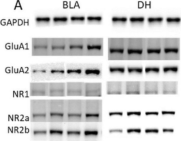 Fig.5.A showing Western Blotting in a Rattus norvegicus (Rat) sample from the publication: Dissociable consequences of moderate and high volume stress are mediated by the differential energetic demands of stress.