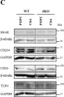 Fig.6.C showing Western Blotting from the publication: Cholesteryl Hemiazelate Present in Cardiovascular Disease Patients Causes Lysosome Dysfunction in Murine Fibroblasts.