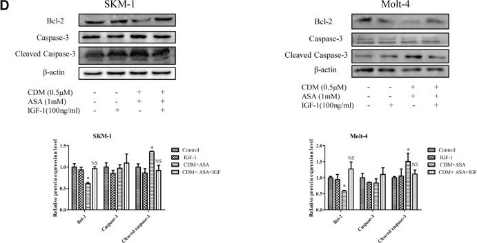 Fig.7.D showing Western Blotting in a Homo sapiens (Human) sample from the publication: Network Pharmacology and Experimental Validation Reveal the Effects of Chidamide Combined With Aspirin on Acute Myeloid Leukemia-Myelodysplastic Syndrome Cells Through PI3K/AKT Pathway.