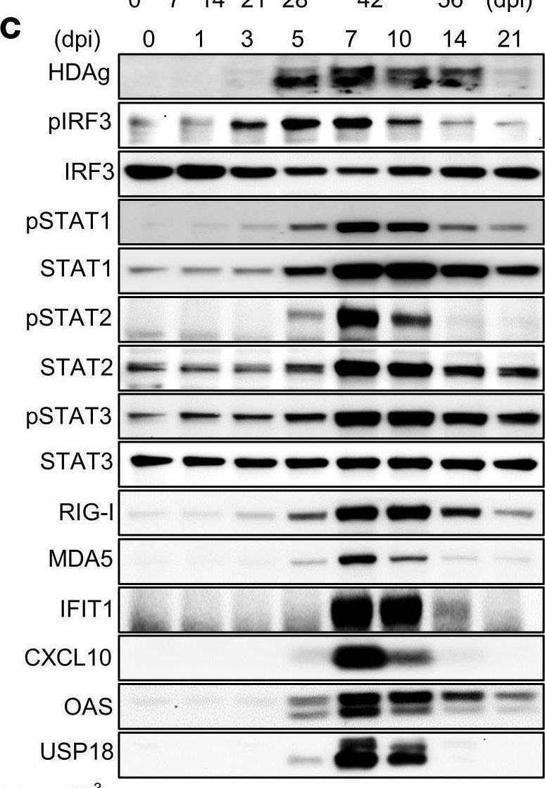 Fig.1.C showing Western Blotting in a Homo sapiens (Human) sample from the publication: Persistent hepatic IFN system activation in HBV-HDV infection determines viral replication dynamics and therapeutic response.
