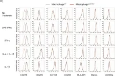 Fig.2.D showing Flow cytometry/Cell sorting in a Homo sapiens (Human) sample from the publication: CD276 is an important player in macrophage recruitment into the tumor and an upstream regulator for PAI-1.