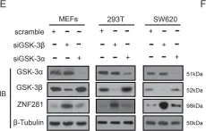 Fig.5.E showing Western Blotting from the publication: GSK-3β phosphorylation-dependent degradation of ZNF281 by β-TrCP2 suppresses colorectal cancer progression.
