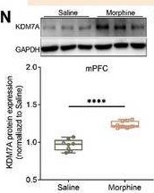Fig.1.N showing Western Blotting from the publication: The Histone Lysine Demethylase KDM7A Contributes to Reward Memory via Fscn1-Induced Synaptic Plasticity in the Medial Prefrontal Cortex.