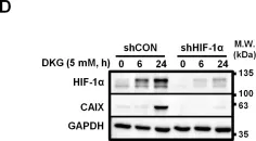 Fig.4.D showing Western Blotting in a Homo sapiens (Human) sample from the publication: Intermediary metabolite precursor dimethyl-2-ketoglutarate stabilizes hypoxia-inducible factor-1α by inhibiting prolyl-4-hydroxylase PHD2.