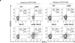 Fig.6.B showing Flow cytometry/Cell sorting in a Homo sapiens (Human) sample from the publication: A Bispecific Antibody to Link a TRAIL-Based Antitumor Approach to Immunotherapy.