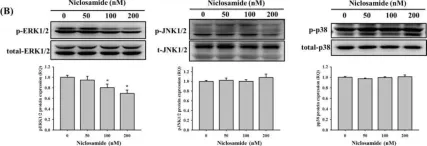Fig.5.B showing Western Blotting from the publication: Niclosamide Suppresses Migration and Invasion of Human Osteosarcoma Cells by Repressing TGFBI Expression via the ERK Signaling Pathway.