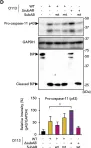 Fig.1.D showing Western Blotting from the publication: Subtilase cytotoxin from Shiga-toxigenic Escherichia coli impairs the inflammasome and exacerbates enteropathogenic bacterial infection.