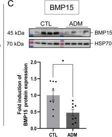 Fig.5.C showing Western Blotting in a Mus musculus (House mouse) sample from the publication: Impaired fertility in adenomyosis: a murine model reveals endometrial receptivity and progesterone resistance imbalances.