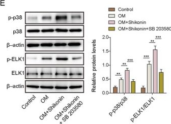 Fig.3.E showing Western Blotting in a Homo sapiens (Human) sample from the publication: Shikonin promotes osteogenic differentiation of periodontal ligament stem cells by modulating the p38 MAPK/ETS transcription factor 1/cementum protein 1 axis in vitro.