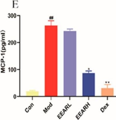 Fig.7.E showing Enzyme-linked immunosorbent assay from the publication: Protective Effects of Atractylodis lancea Rhizoma on Lipopolysaccharide-Induced Acute Lung Injury via TLR4/NF-κB and Keap1/Nrf2 Signaling Pathways In Vitro and In Vivo.
