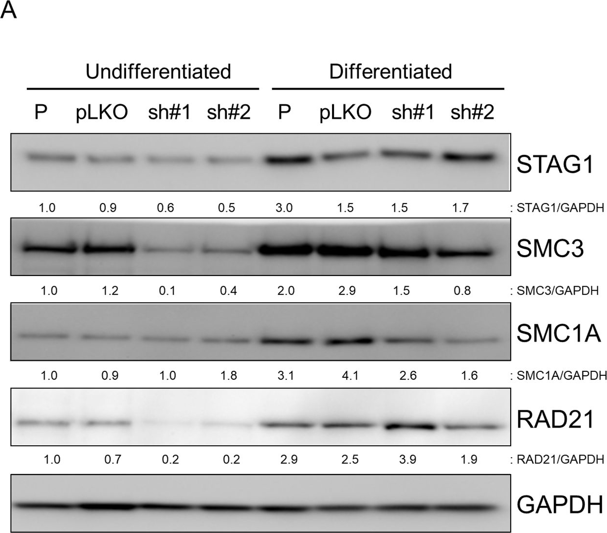 Fig.5.A showing Western Blotting in a Homo sapiens (Human) sample from the publication: STAG2 regulates polycomb and differentiation in urothelial precursors and bladder cancer.
