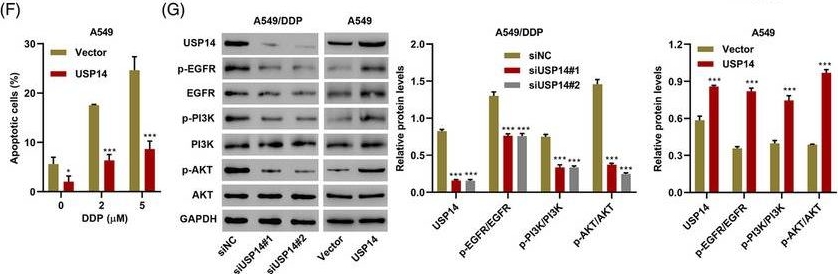 Fig.2.F showing Western Blotting in a Homo sapiens (Human) sample from the publication: Targeted therapy for cisplatin-resistant lung cancer via aptamer-guided nano-zinc carriers containing USP14 siRNA.