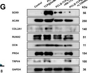 Fig.5.G showing Western Blotting from the publication: Three-dimensionally-printed biphasic PCL/β-TCP scaffold with spatially confined GelMA/CS hydrogel for coordinated osteochondral regeneration.