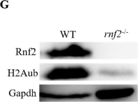 Fig.1.G showing Western Blotting in a Danio rerio (Zebrafish) sample from the publication: PRC1 Stabilizes Cardiac Contraction by Regulating Cardiac Sarcomere Assembly and Cardiac Conduction System Construction.