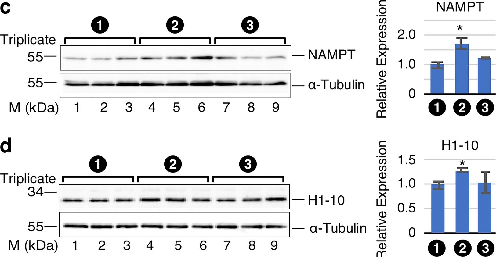 Fig.7.C showing Western Blotting in a Homo sapiens (Human) sample from the publication: Transcriptome- and proteome-wide effects of a circular RNA encompassing four early exons of the spinal muscular atrophy genes.