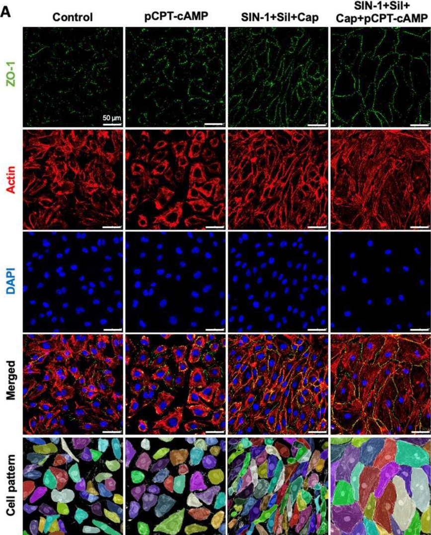 Fig.4.A from the publication: Combined Pharmacological Conditioning of Endothelial Cells for Improved Vascular Graft Endothelialization.