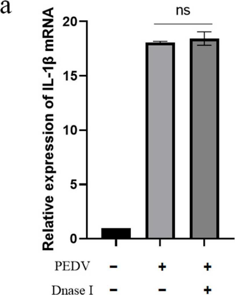 Fig.7.A from the publication: Porcine Epidemic Diarrhea Virus Infection of Porcine Intestinal Epithelial Cells Causes Mitochondrial DNA Release and the Activation of the NLRP3 Inflammasome to Mediate Interleukin-1β Secretion.