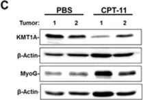 Fig.3.C showing Western Blotting from the publication: Camptothecin exhibits topoisomerase1-independent KMT1A suppression and myogenic differentiation in alveolar rhabdomyosarcoma cells.