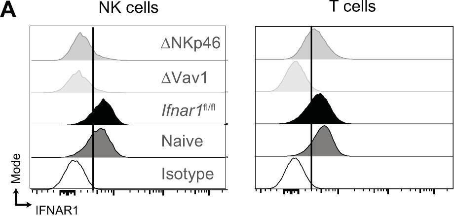 Fig.4.A showing Flow cytometry/Cell sorting in a Mus musculus (House mouse) sample from the publication: Resistance to lethal ectromelia virus infection requires Type I interferon receptor in natural killer cells and monocytes but not in adaptive immune or parenchymal cells.