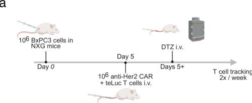 Fig.4.A from the publication: Ablation of prostaglandin E2 signalling through dual receptor knockout in CAR T cells enhances therapeutic efficacy in solid tumours.