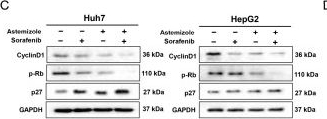 Fig.3.C showing Western Blotting in a Homo sapiens (Human) sample from the publication: The Antihistamine Astemizole Potentiates the Antitumor Efficacy of Sorafenib in Hepatocellular Carcinoma by Suppressing Proliferation, Metastasis, and Angiogenesis.