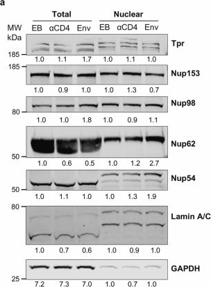 Fig.8.A showing Western Blotting from the publication: HIV-1 signalling remodels nuclear pores to licence infection.