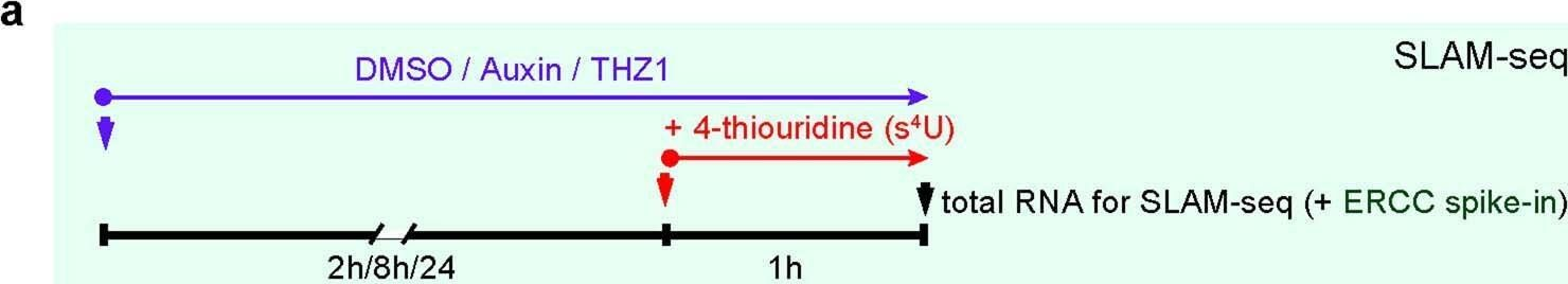 Fig.3.A from the publication: H3K4me3 regulates RNA polymerase II promoter-proximal pause-release.