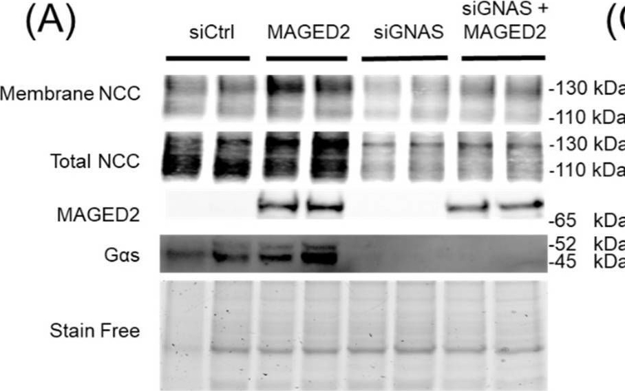 Fig.4.A showing Western Blotting in a Homo sapiens (Human) sample from the publication: MAGED2 Enhances Expression and Function of NCC at the Cell Surface via cAMP Signaling Under Hypoxia.