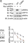 Fig.4.E showing Western Blotting from the publication: USP15 regulates p66Shc stability associated with Drp1 activation in liver ischemia/reperfusion.