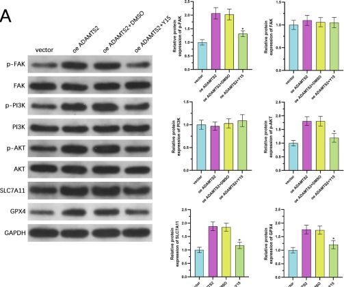 Fig.8.A showing Western Blotting from the publication: ADAMTS2 drives prostate cancer progression by activating FAK/PI3K/AKT signaling and suppressing ferroptosis via COL1A1.