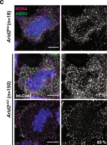 Fig.5.C showing Immunocytochemistry-immunofluorescence in a Mus musculus (House mouse) sample from the publication: Mammalian SWI/SNF chromatin remodeler is essential for reductional meiosis in males.